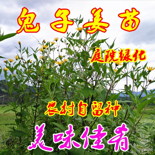 种苗蔬菜苗种子幼苗特价包邮