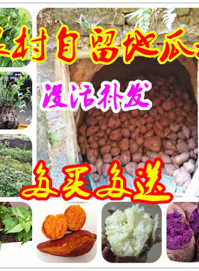 地瓜种子苗包邮 四季 红薯紫薯苗食叶地瓜苗黄皮阳台庭院蔬菜种子
