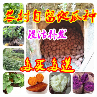 地瓜种子苗包邮 四季 红薯紫薯苗食叶地瓜苗黄皮阳台庭院蔬菜种子