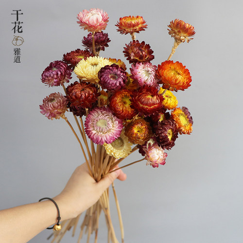 云南七彩菊干花麦秆菊天然邹菊花束ins网红装饰拍照装饰花情人草
