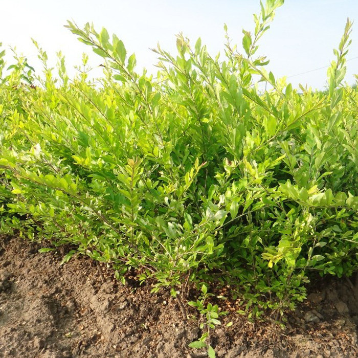 园林庭院种植耐寒绿化苗金叶水蜡