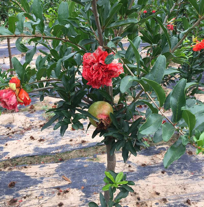 庭院植物花卉红花石榴苗牡丹石榴