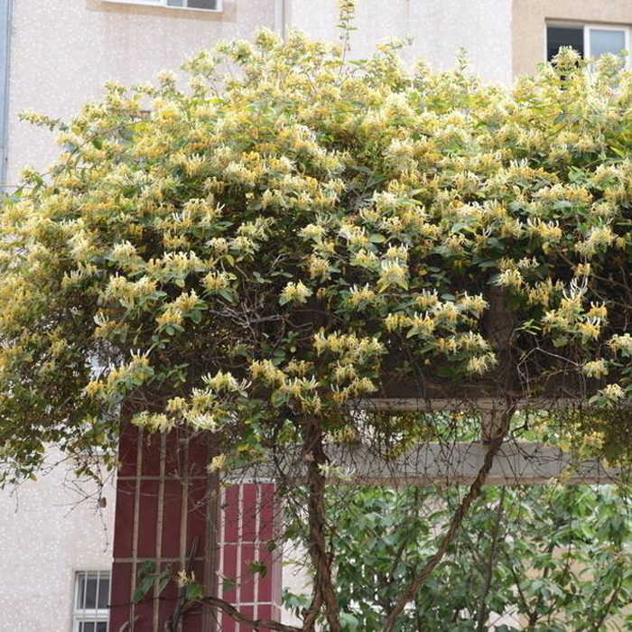 黄色常青双色金银花攀缘庭院爬藤