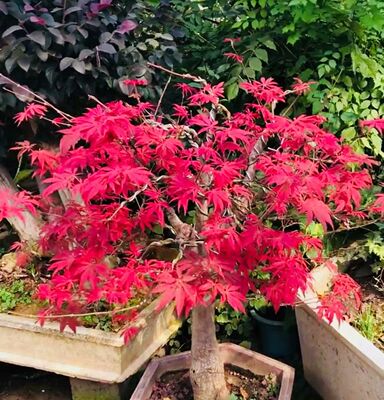 庭院花卉盆栽日本红枫嫁接枫树苗