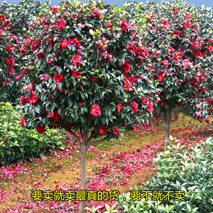 四季好养茶花树苗盆栽耐寒花卉观花植物庭院花卉山茶花苗耐冬茶花
