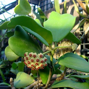 室内盆栽花卉 爬藤植物 心叶球兰花盆栽 心叶球兰苗带盆带土包邮