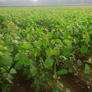 园林绿化苗木白杨树苗 杨树苗107速生杨树苗 植树造林 白杨苗包邮