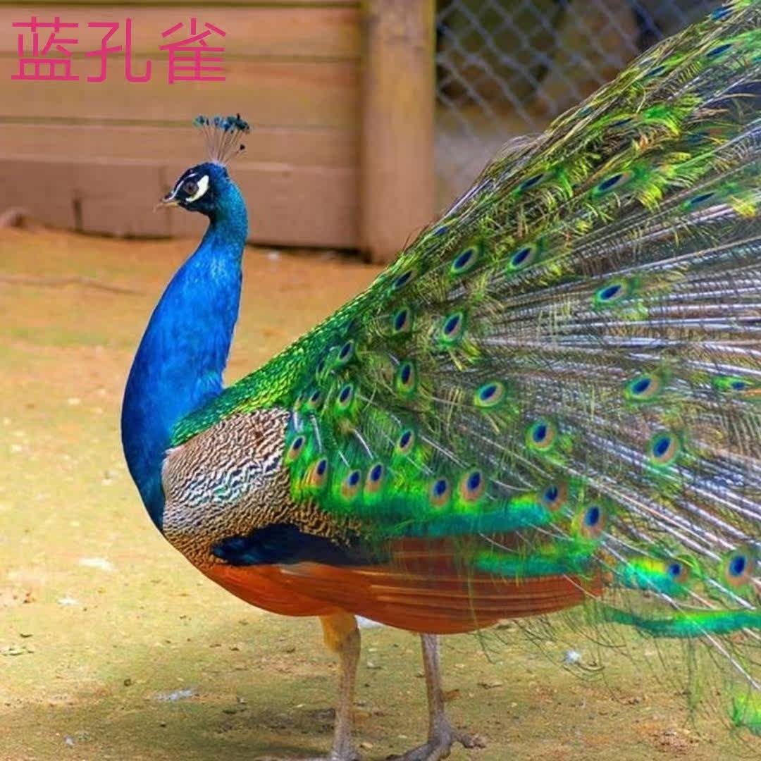纯种孔雀受精种蛋可孵化雀苗家养孵化观赏孔雀蛋可孵化  受精种蛋,宠物/宠物食品及用品,鸟,淘宝优惠券,粉丝福利购,淘宝优惠卷