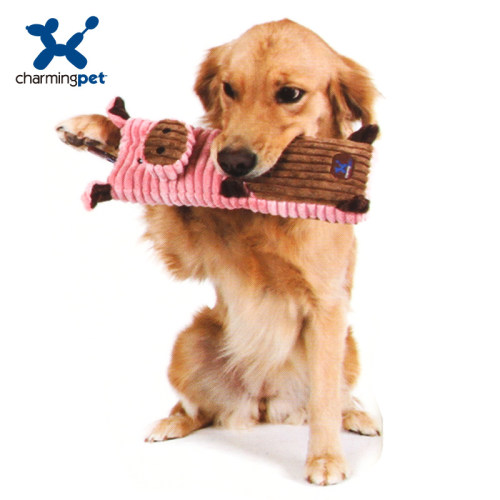 绮敏charmingpet狗狗泰迪金毛大