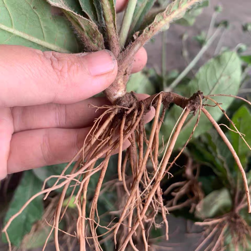 红花地胆头纯根新鲜一斤地胆草根头现挖牛吃埔羊耳草地胆头苦地胆