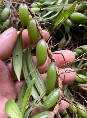 石橄榄新鲜500g双叶中小号石仙桃果种植盆栽炖汤补品煲汤材料单叶