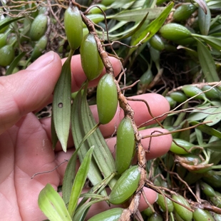 石橄榄新鲜500g双叶中小号石仙桃果种植盆栽炖汤补品煲汤材料单叶