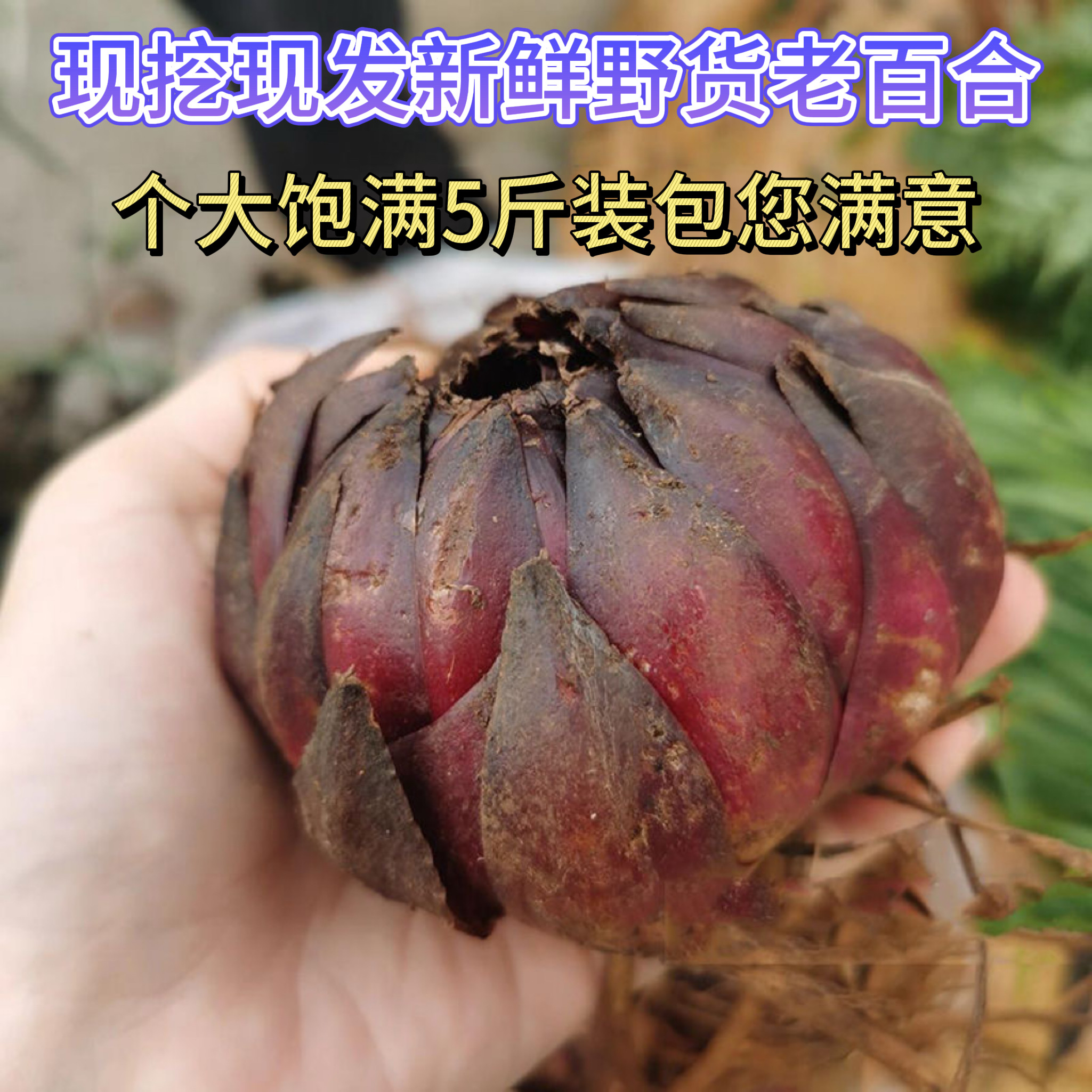 新鲜野百合苦百合500g新挖食用鲜生老紫百合蒜贵州特产级干货包邮