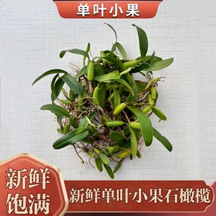 石橄榄草单叶小号新鲜石仙桃果福建煲汤炖汤野外生鲜现摘现发500g