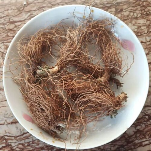 野生新鲜地胆头胆草根头牛吃埔 羊耳草 地胆头 苦地胆 煲汤地胆头