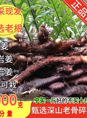 纯深山新鲜老根骨碎补毛姜爬岩姜