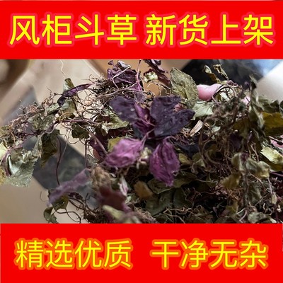 风柜斗草野生楮头红风鼓草养肝草