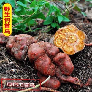 贵州野生何首乌农家自采新鲜生首乌护发煲汤泡酒泡茶500g包邮整颗