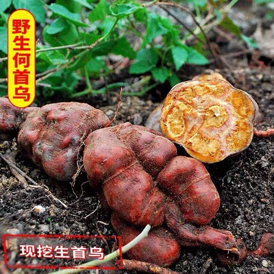 贵州野生何首乌农家自采新鲜生首乌护发煲汤泡酒泡茶500g包邮整颗