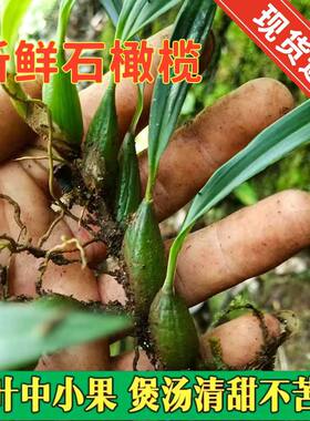 新鲜石橄榄精选小果石仙桃煲汤料