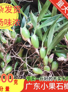 现采新鲜双叶石橄榄石仙桃岩珠石莲果上叶中小果煲炖汤中药材单叶