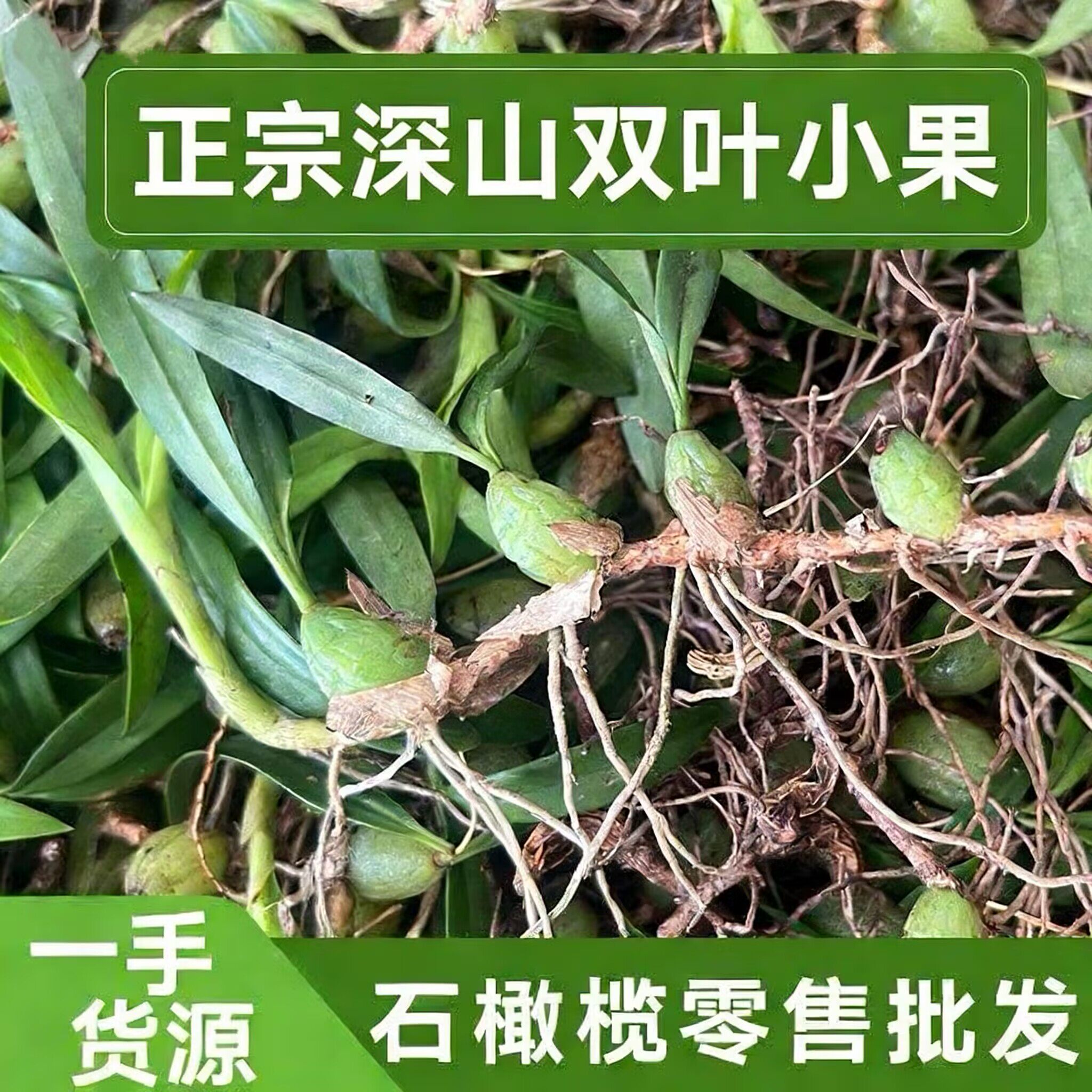 石橄榄新鲜双叶小果野石仙桃中药广东福建炖煲汤材料生岩珠果上叶