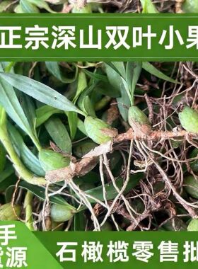 石橄榄新鲜双叶小果野石仙桃中药广东福建炖煲汤材料生岩珠果上叶