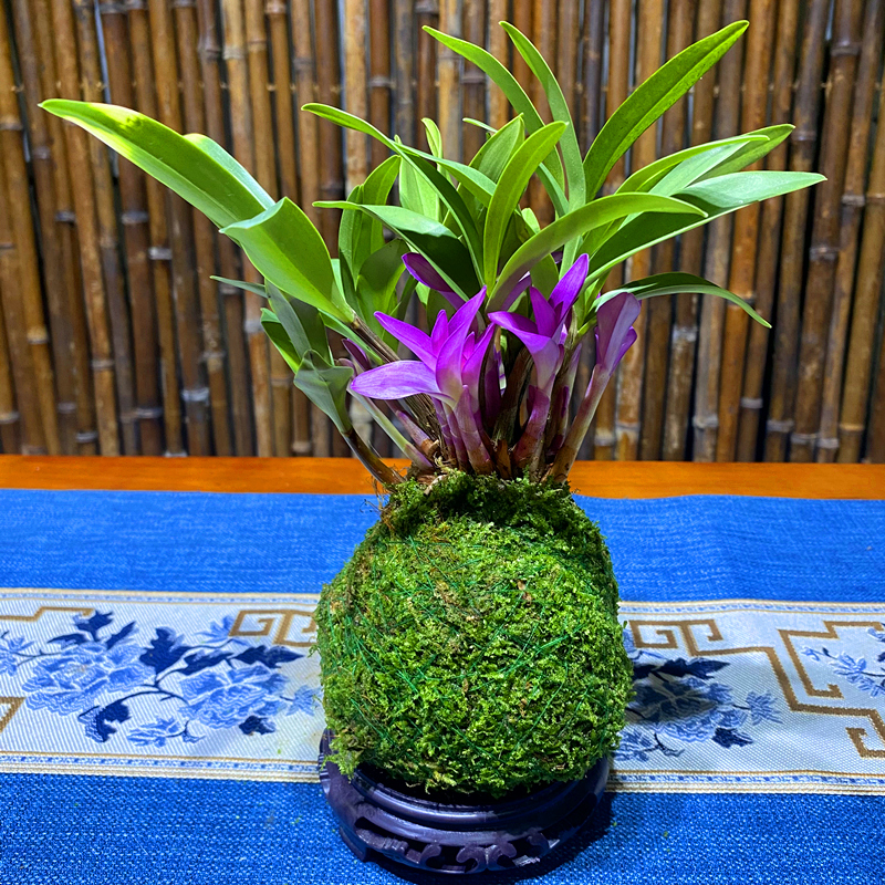 苔藓球七彩香水石斛 水培澳洲石斛兰开花浓香好养绿植盆栽花卉