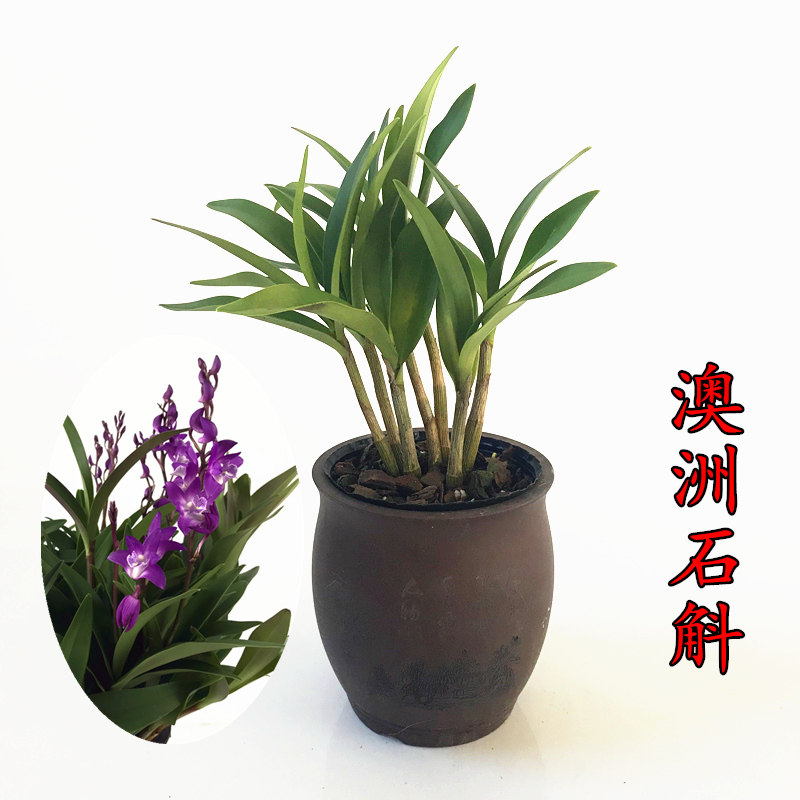 冬带花苞澳洲石斛兰花苗 香水石斛 桌面浓香矮种花卉绿植办公室内