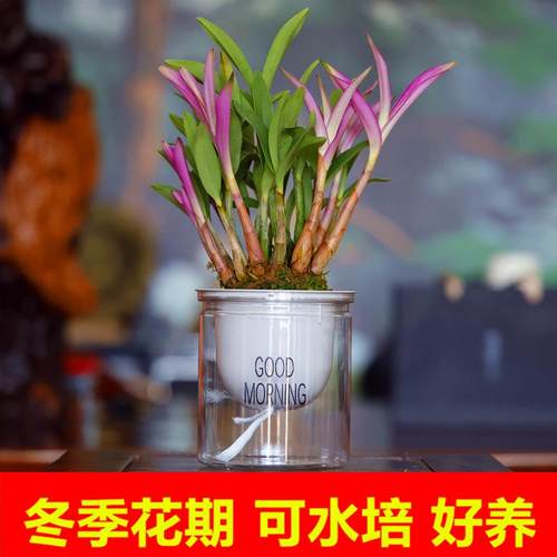 水培石斛兰盆栽好养易活