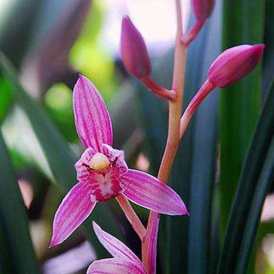 包邮老种兰花苗客厅花卉阳台绿植盆栽自然苗兰花建兰四季兰市长红