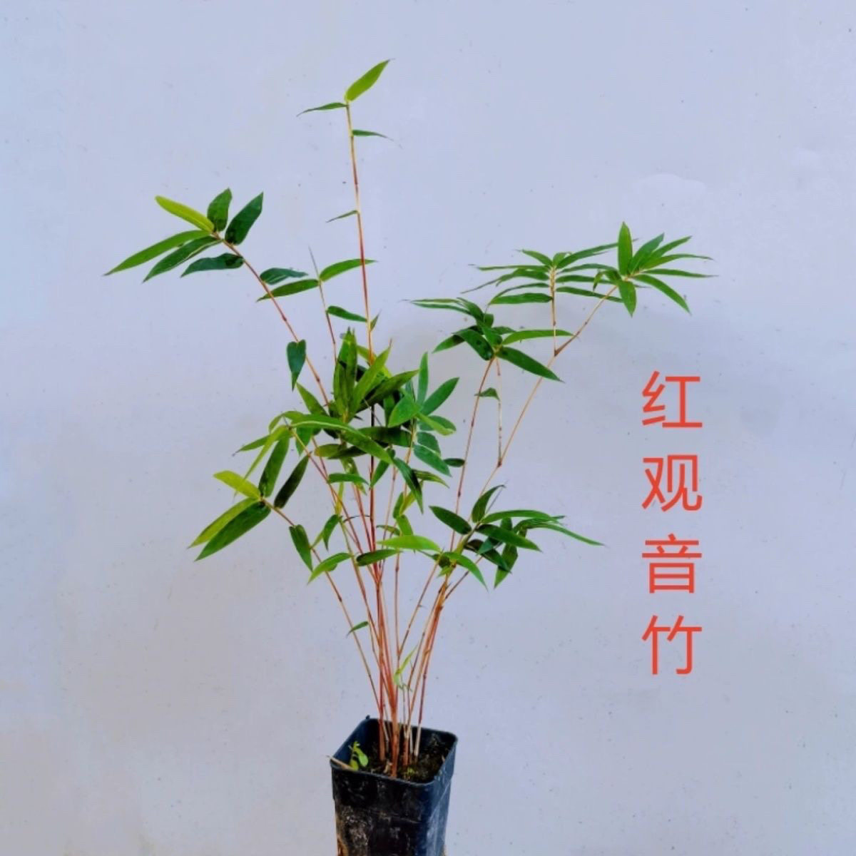 内门竹 米竹红观音竹室内盆栽小型微盆景庭院室外桌面绿植观赏竹
