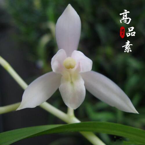 名贵兰花苗建兰四季兰高品素浓香好养兰花室内阳台客厅