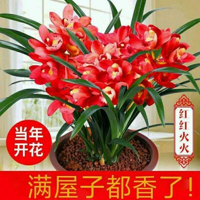 浓香型新款阳台兰花苗建兰四季兰红红火火种子花卉客厅不带花苞