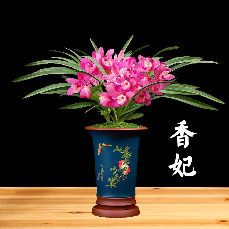 浓香型新款阳台兰花苗建兰四季兰香妃盆栽种子花卉客厅