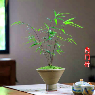 内门竹 米竹红观音竹室内盆栽小型微盆景庭院室外桌面绿植观赏竹