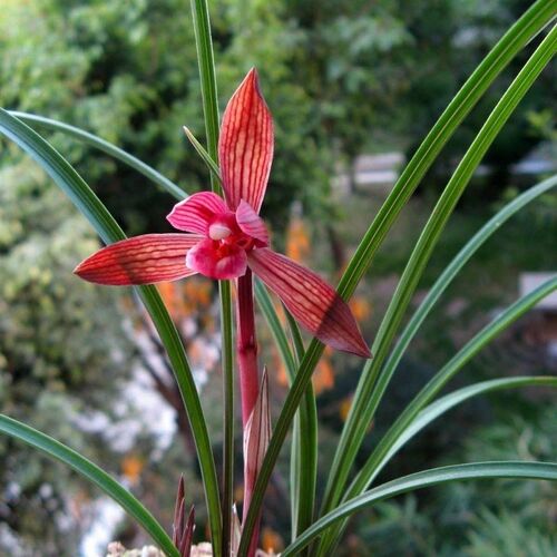 包邮老种室内浓香兰花苗阳台花卉绿植盆栽春兰醉红素自然种植