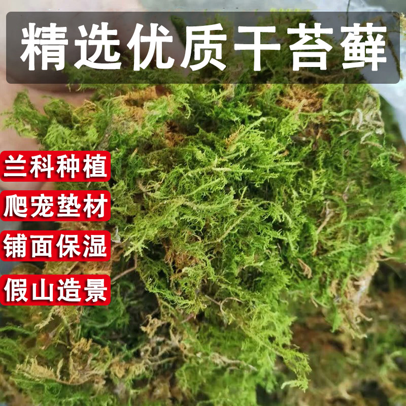 蝴蝶兰花专用土水苔天然干苔藓