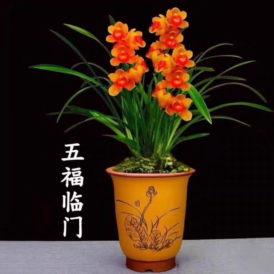 兰花苗建兰四季兰五福临门浓香型