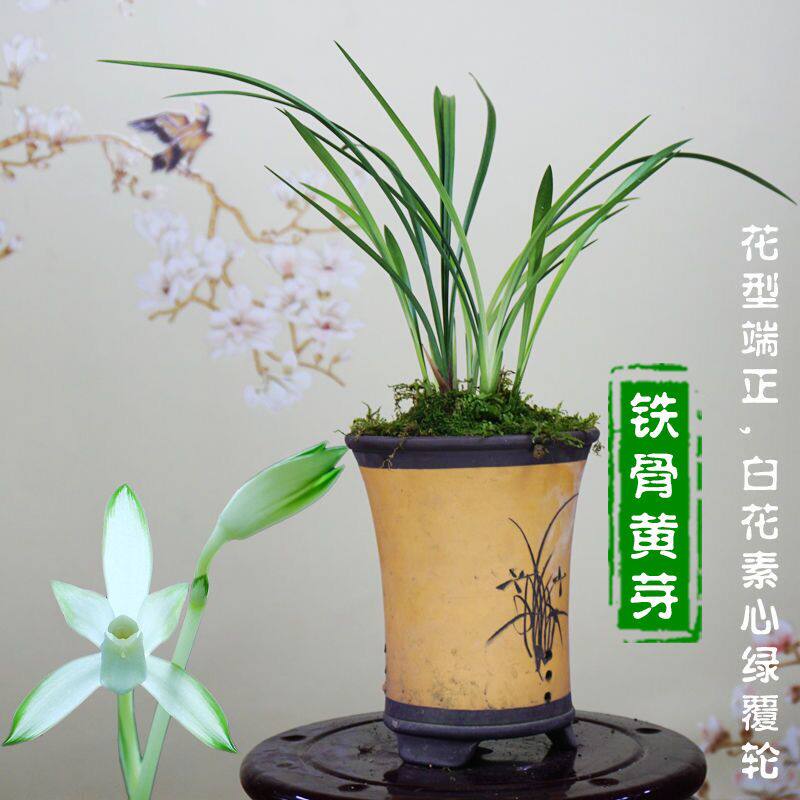 名贵兰花苗建兰四季兰铁骨黄芽浓香兰花室内阳台客厅