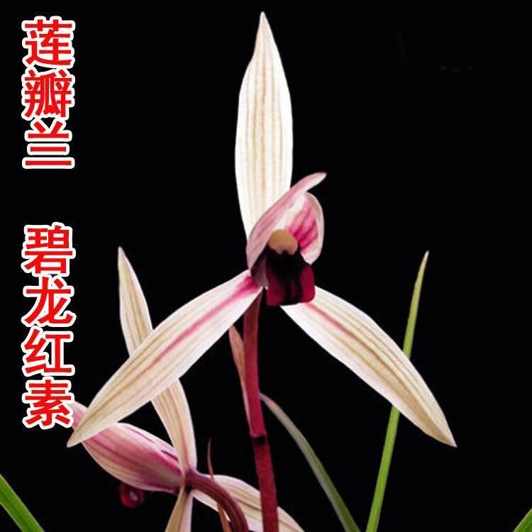包邮兰花苗阳台花卉绿植盆栽莲瓣兰碧龙红素漏风漏雨自然种植