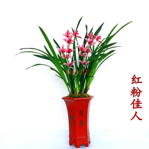 浓香兰花苗建兰四季兰红花红粉佳人 花卉室内好养