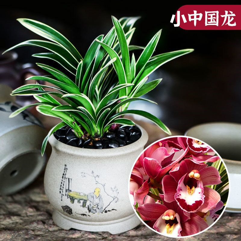 清仓价 金边兰花 特漂亮小中国龙 四季开花 墨兰金边室内兰花矮种