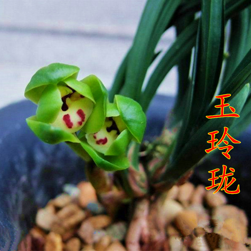 春兰矮种兰花苗 玉玲珑 荷瓣冬带花苞办公室内绿植花卉包邮
