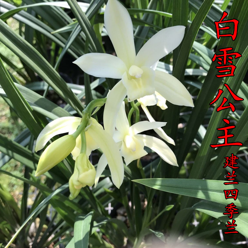 浓香型新款庭院书房苗白雪公主建兰四季兰花盆栽花卉绿植好养易活