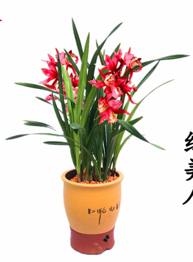 浓香型兰花苗不带花苞建兰四季兰红色美人盆栽花卉室内好养包邮