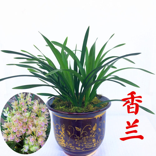 香兰樱花兰花苗花卉建兰带花苞