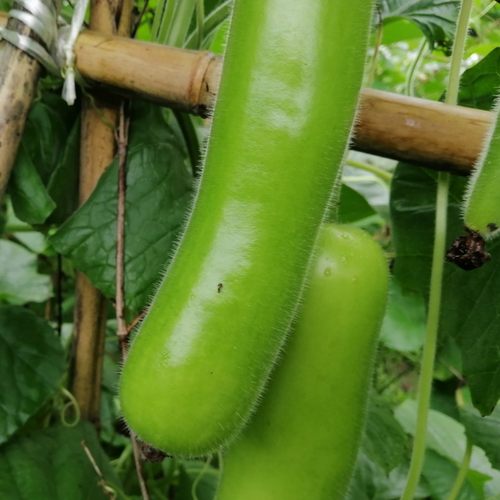 长瓠子瓜菜瓠子瓜嫩蒲瓜