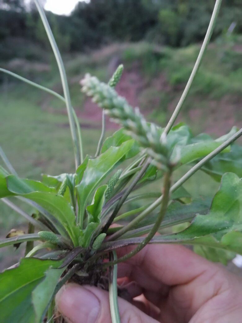 农村车钱草泡水喝2斤更包邮车轮草打官司草钱串草牛耳草