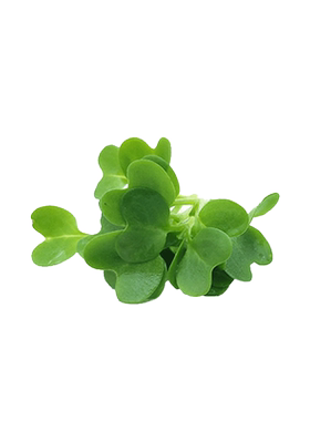 【蓝牌水培】新鲜火红西餐香菜